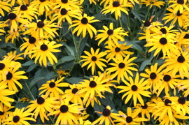 blackeyedsusan.JPG